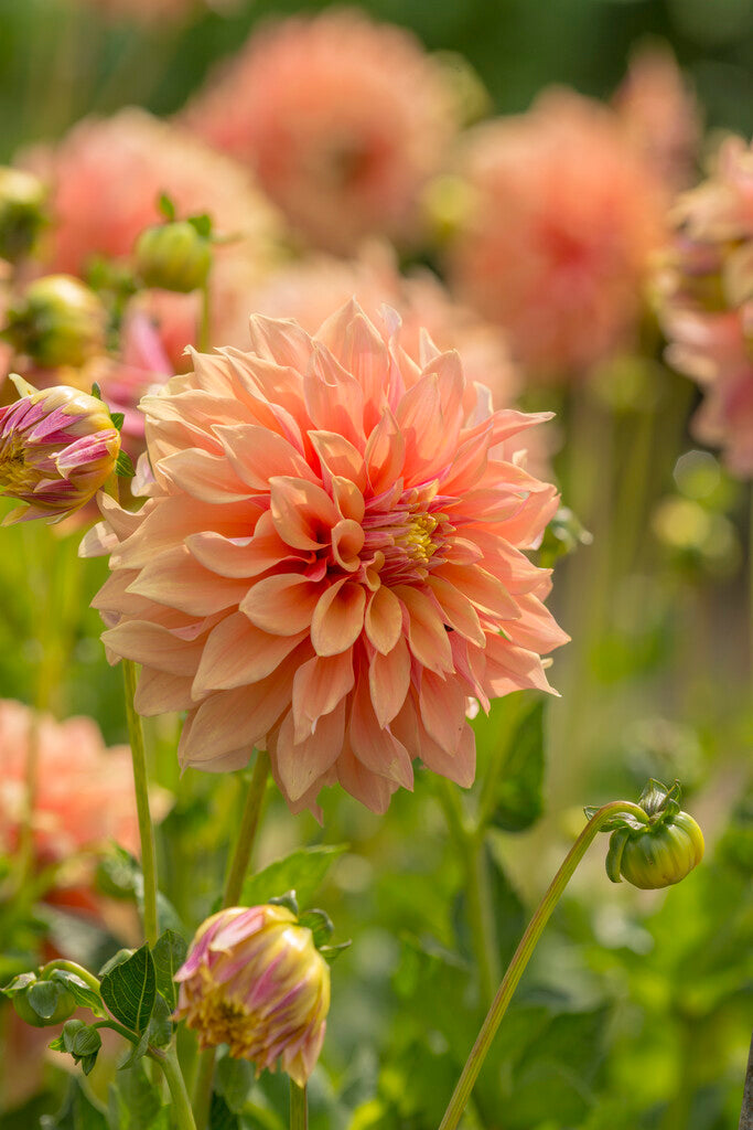 Dahlia Dekorativ Tyrell 1-pack